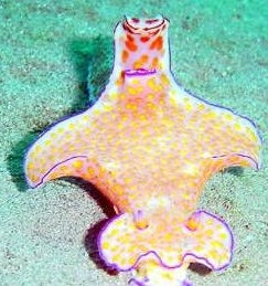 Photo: M. Levin. Visit the Sea Slug Forum 